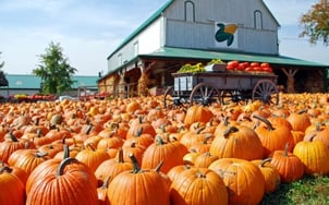 pumpkin-patch-sm