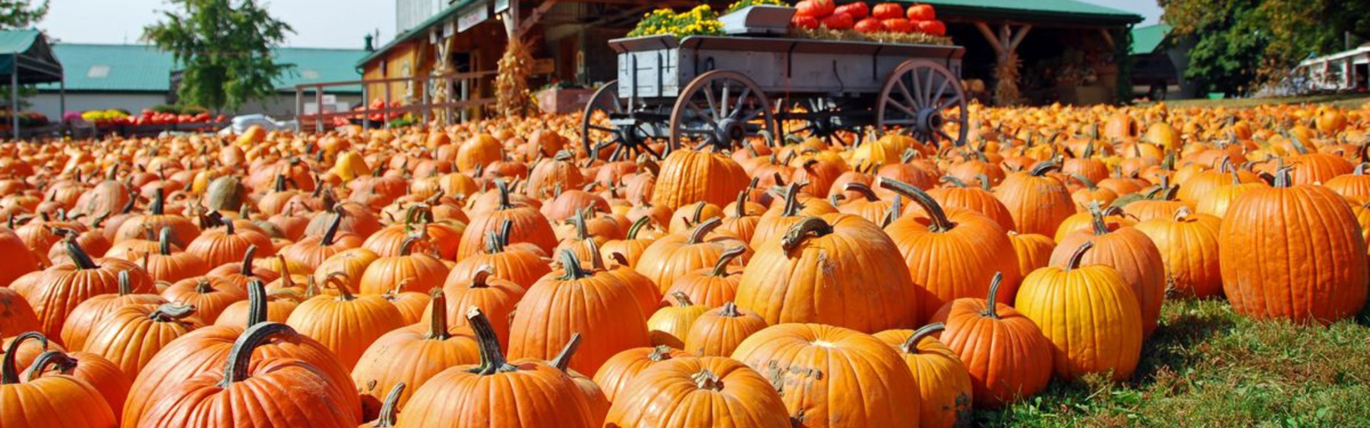 pumpkin-patch